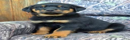 Rottweiler dogs for sale: Owen - Ad 3