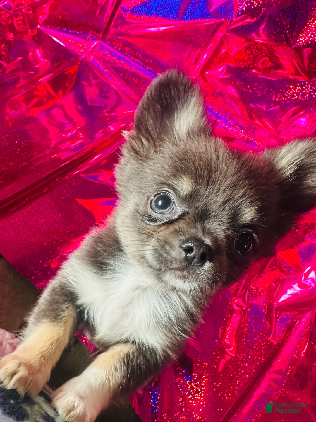 Chihuahua dogs for sale: Chihuahua Puppy 1 - Ad 1