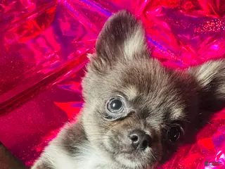 Chihuahua dogs Chihuahua Puppy 1 - Ad 40