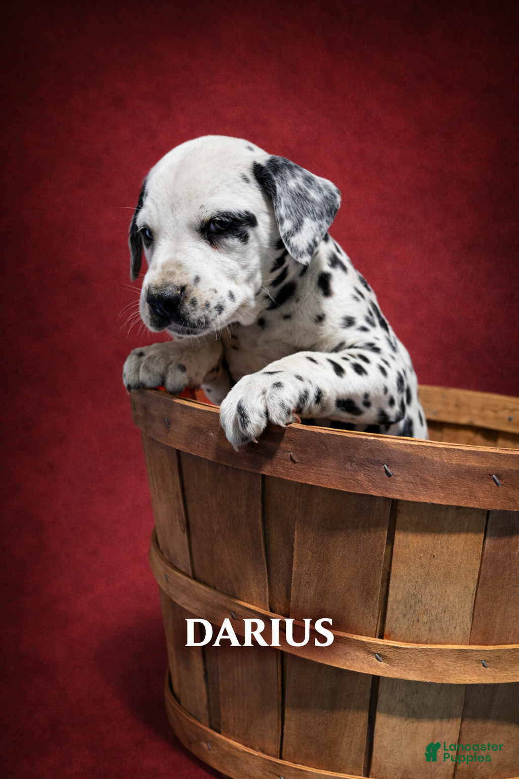 Dalmatian dogs Darius - Ad 1