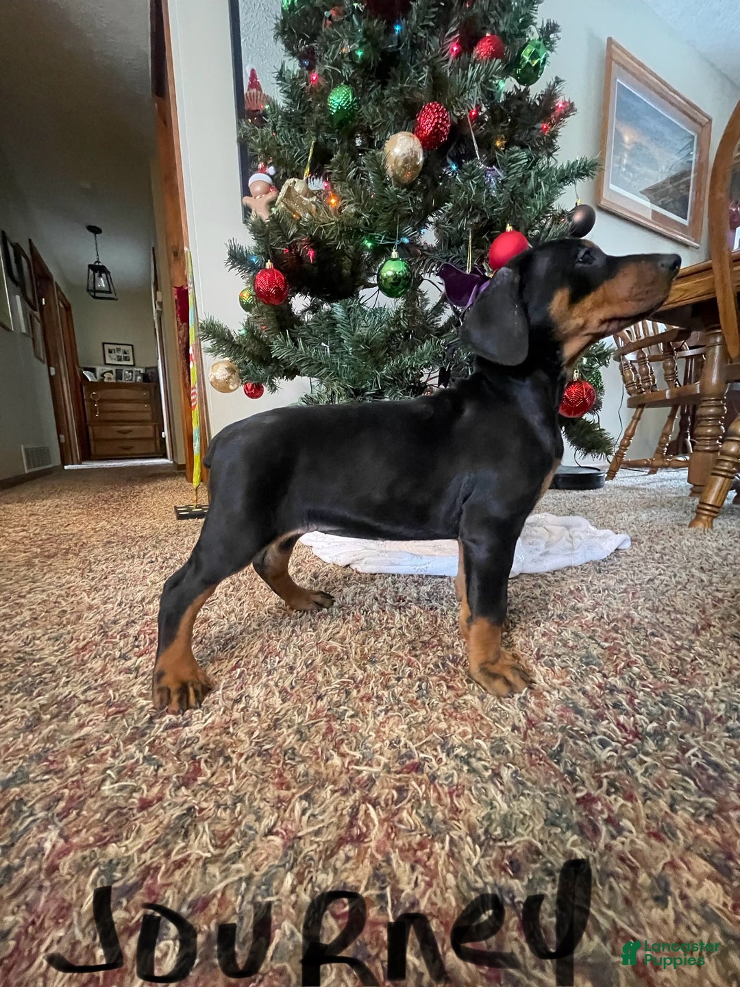 Doberman Pinscher dogs for sale: Journey - Ad 1