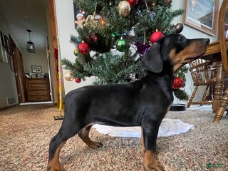 Doberman Pinscher dogs Journey - Ad 16