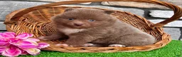 Pomeranian dogs for sale: Teddy - Ad 3