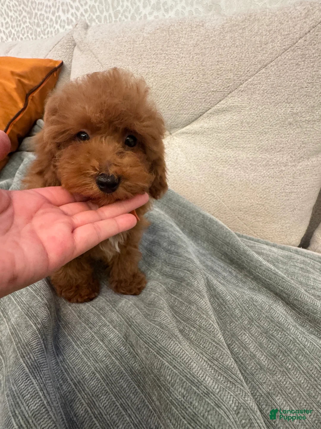 Toy Poodle dogs for sale: Banana - Ad 4
