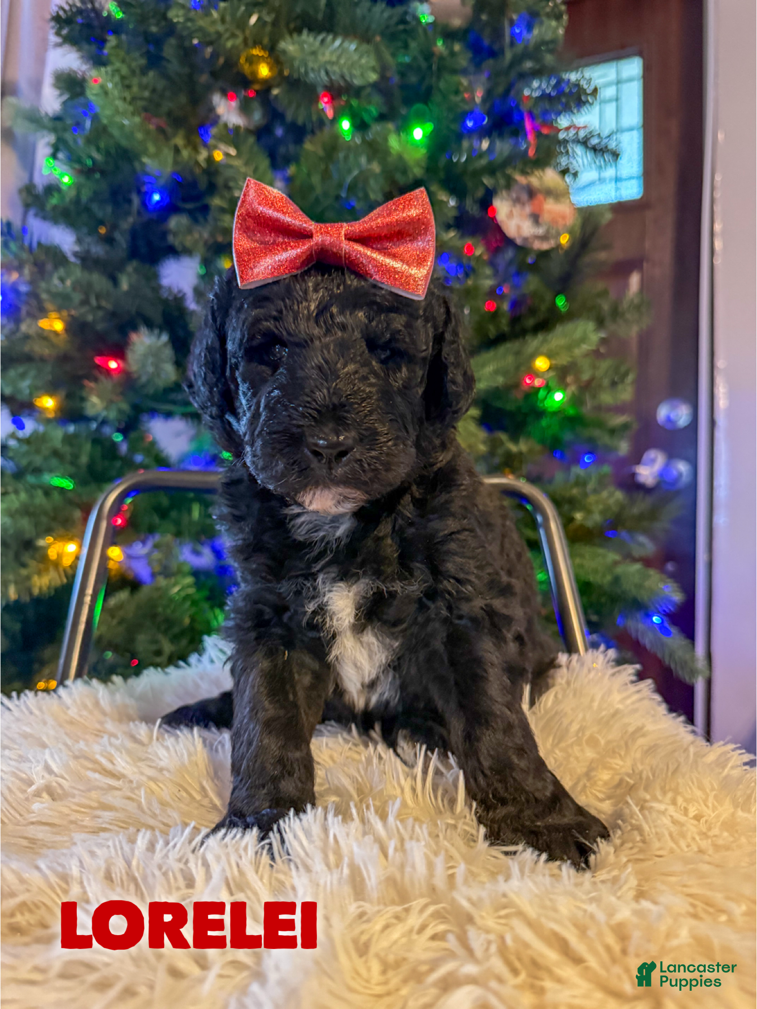 Aussiedoodle dogs Lorelei - Ad 12