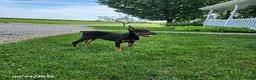 Doberman Pinscher dogs for sale: Knox - Ad 4