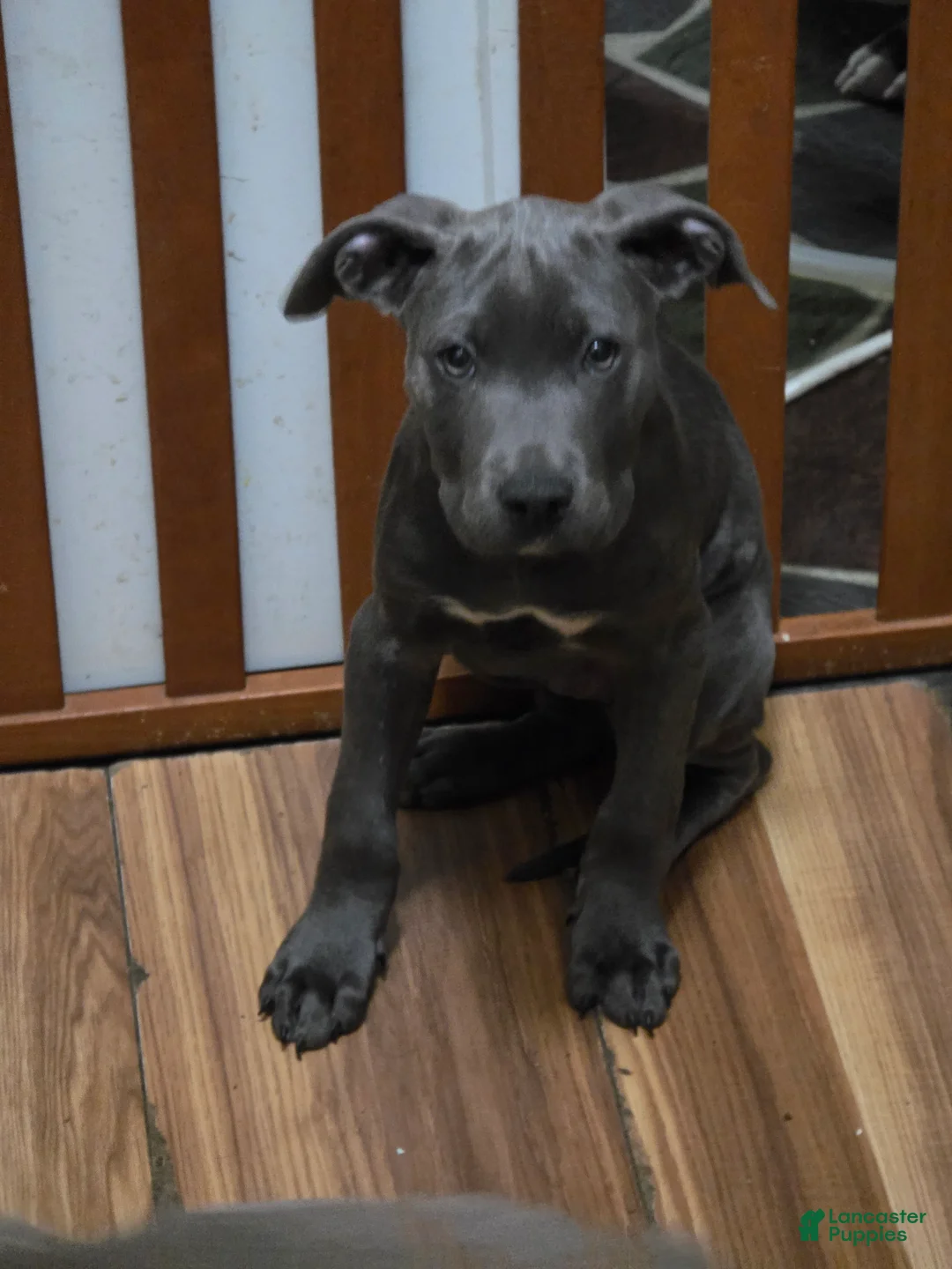 Mixed Breed dogs for sale: Hades - Ad 1