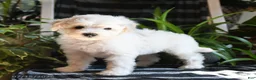 Bichpoo dogs for sale: Beau - Ad 3