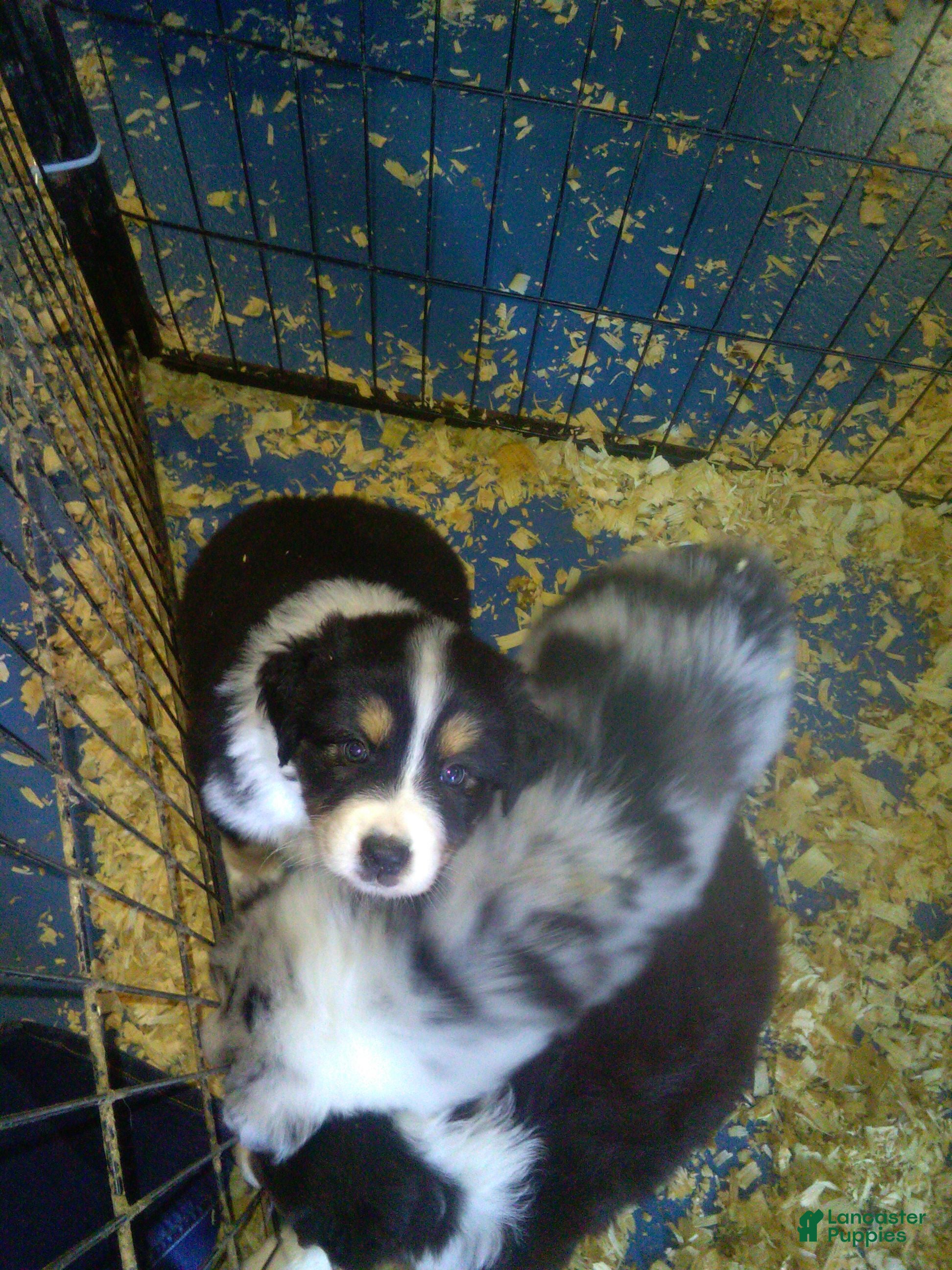 Miniature Australian Shepherd dogs tucker - Ad 10