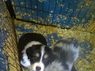 Miniature Australian Shepherd dogs Abby - Ad 10
