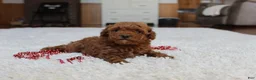 Toy Poodle dogs for sale: Malcohm - Ad 5