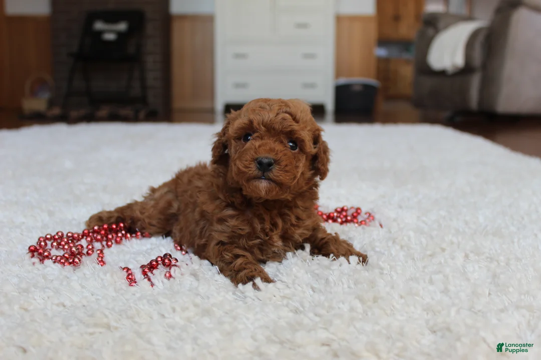 Toy Poodle dogs for sale: Malcohm - Ad 5