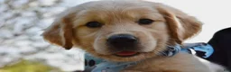 Golden Retriever dogs for sale: Pink Girl 4 - Ad 20