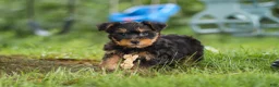 Yochon dogs for sale: Landon - Ad 4