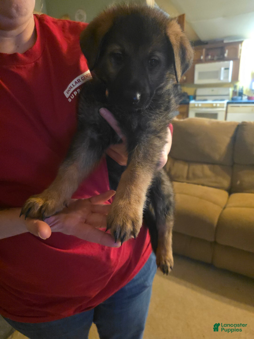 German Shepherd dogs for sale: German Shepherd Puppy 3 - Ad 6