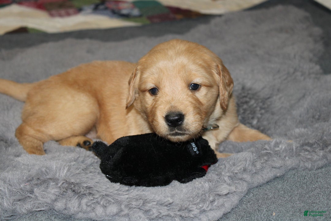 Golden Retriever dogs for sale: Farrah - Ad 1