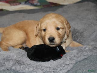 Golden Retriever dogs Farrah - Ad 19
