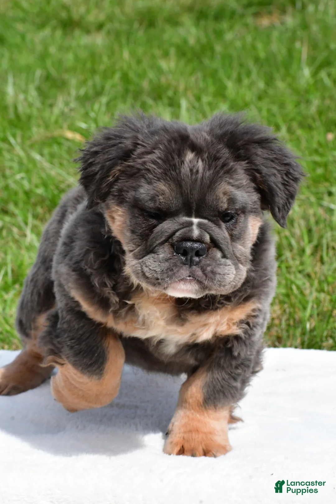 English Bulldog dogs for sale: Faye - Ad 1