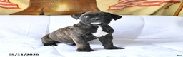 Boxer dogs for sale: Bear - Ad 1