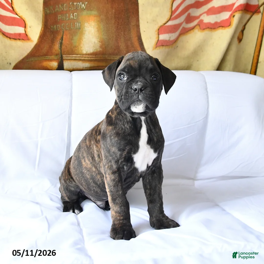 Boxer dogs for sale: Bear - Ad 1