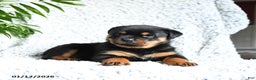 Rottweiler dogs for sale: Zinnia - Ad 3