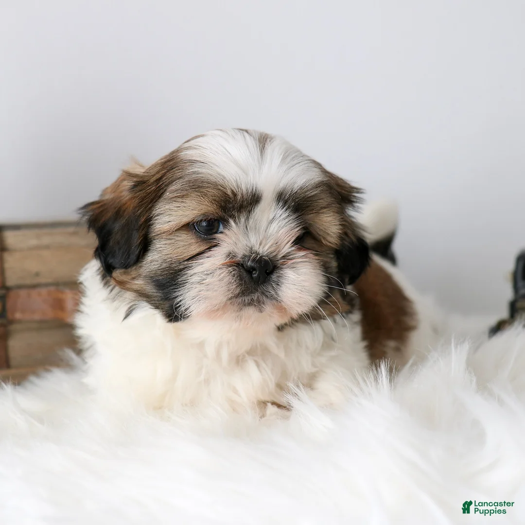 Shih Tzu dogs for sale: Samson  - Ad 2
