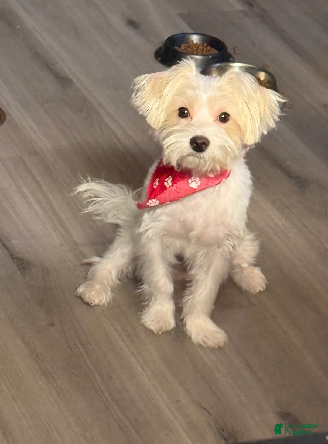 Mixed Breed dogs for sale: Butter  - Ad 1