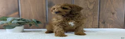 Cavapoo dogs for sale: Zack  - Ad 4