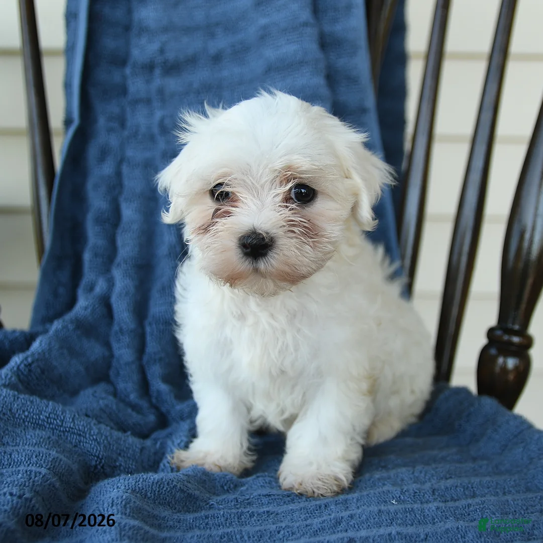 Maltese dogs for sale: Sheila - Ad 5