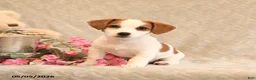 Jack Russell Terrier dogs for sale: Raina - Ad 2