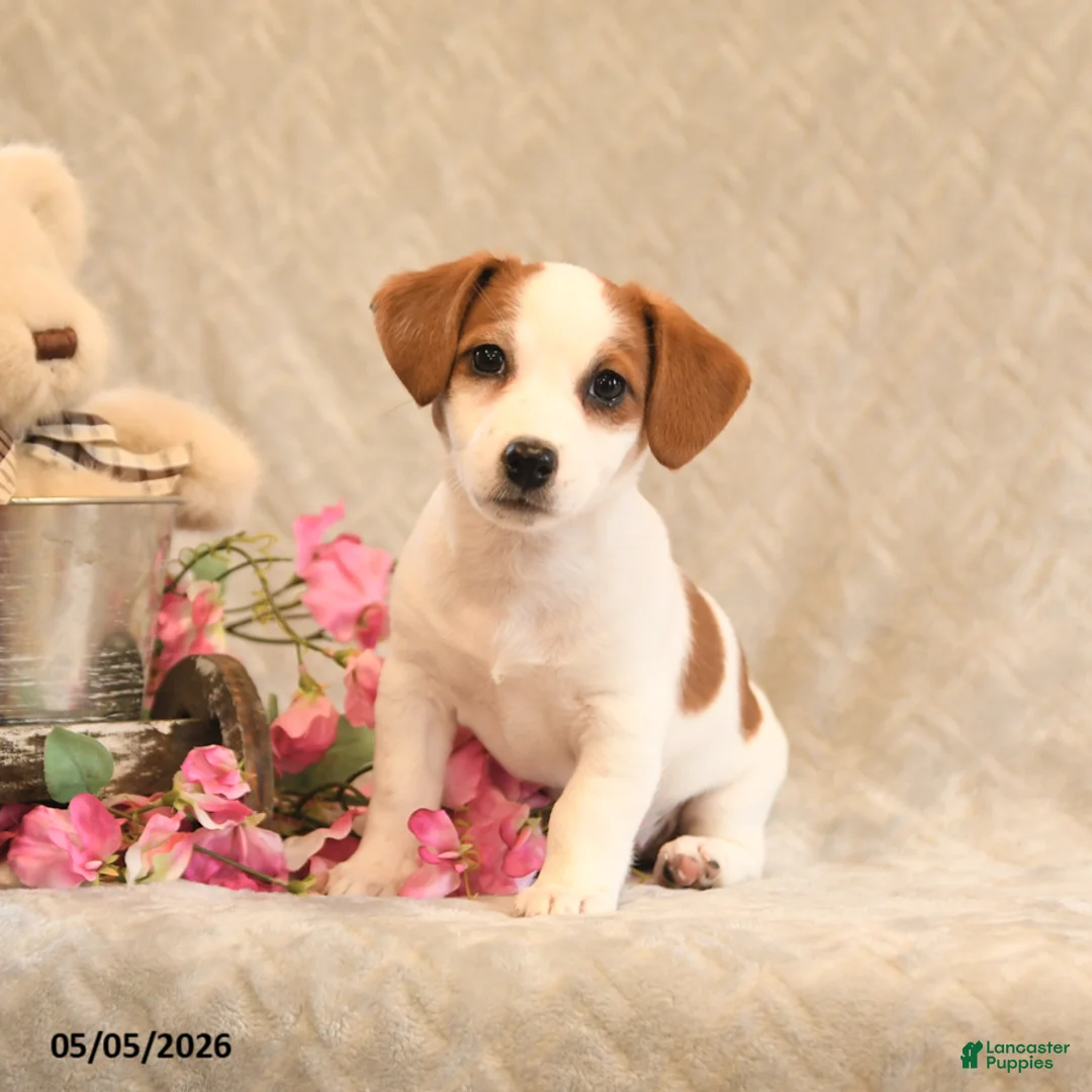 Jack Russell Terrier dogs for sale: Raina - Ad 2