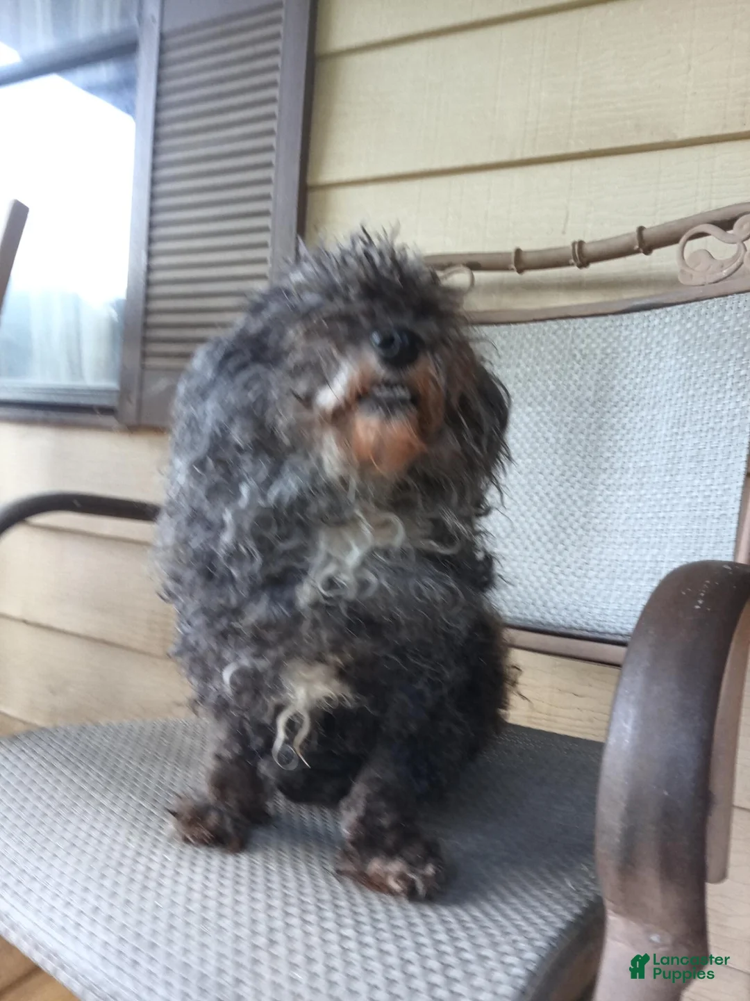 Toy Poodle dogs for sale: Toy Poodle 1 - Ad 1