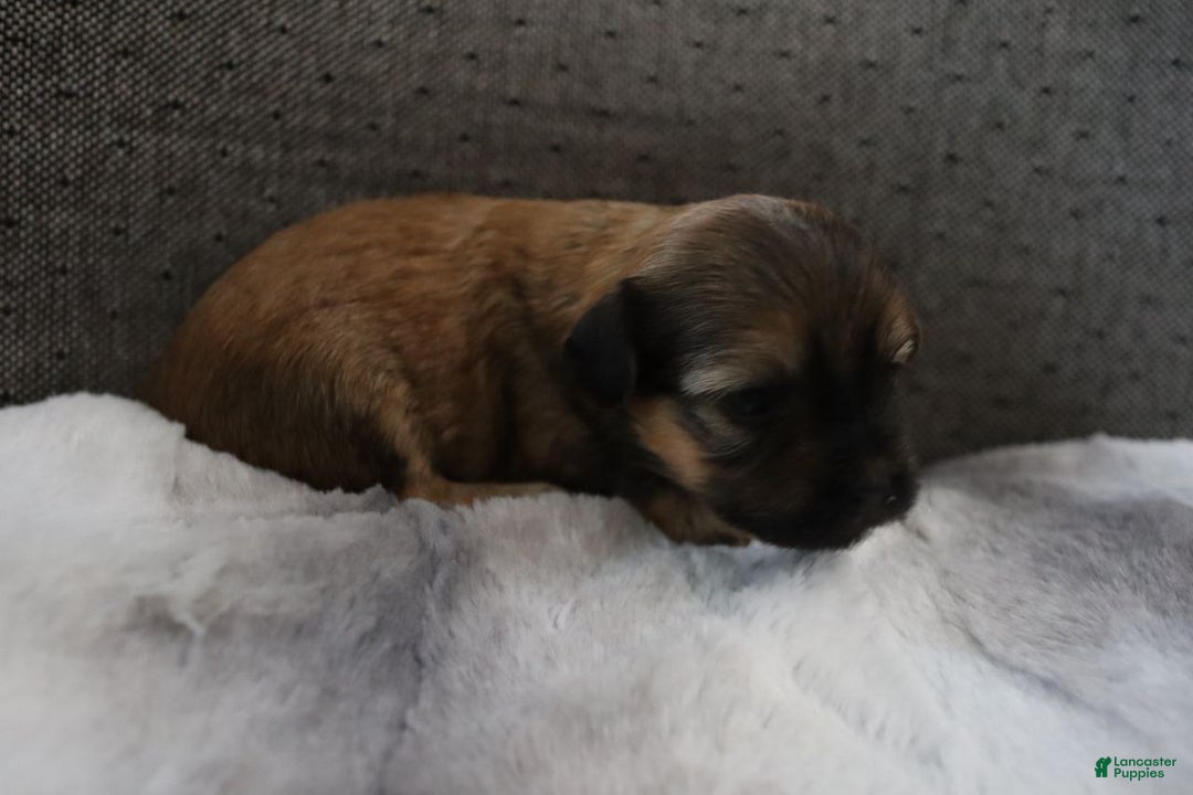 Havanese dogs for sale: Honey - Ad 10