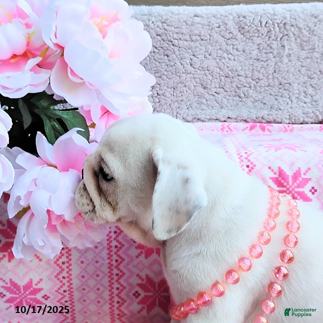 English Bulldog dogs for sale: Rayna - Ad 23