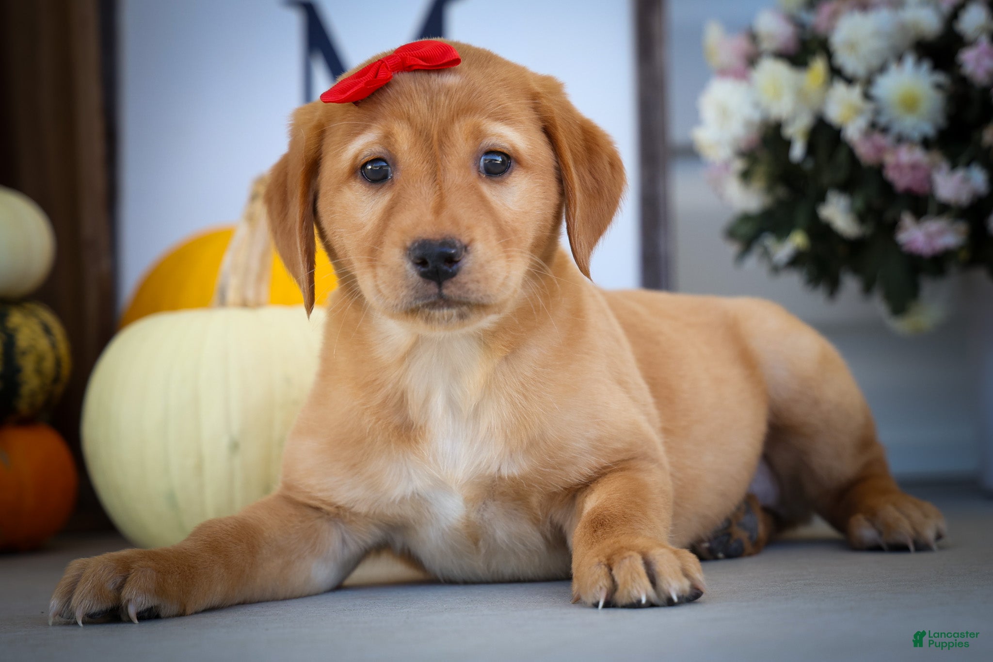 Labrador Retriever dogs NAOMI - Ad 1