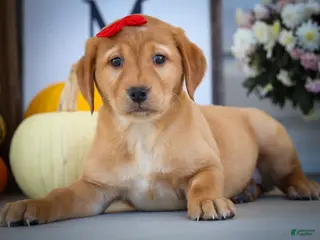 Labrador Retriever dogs NAOMI - Ad 1