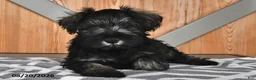 Miniature Schnauzer dogs for sale: Maggie - Ad 4