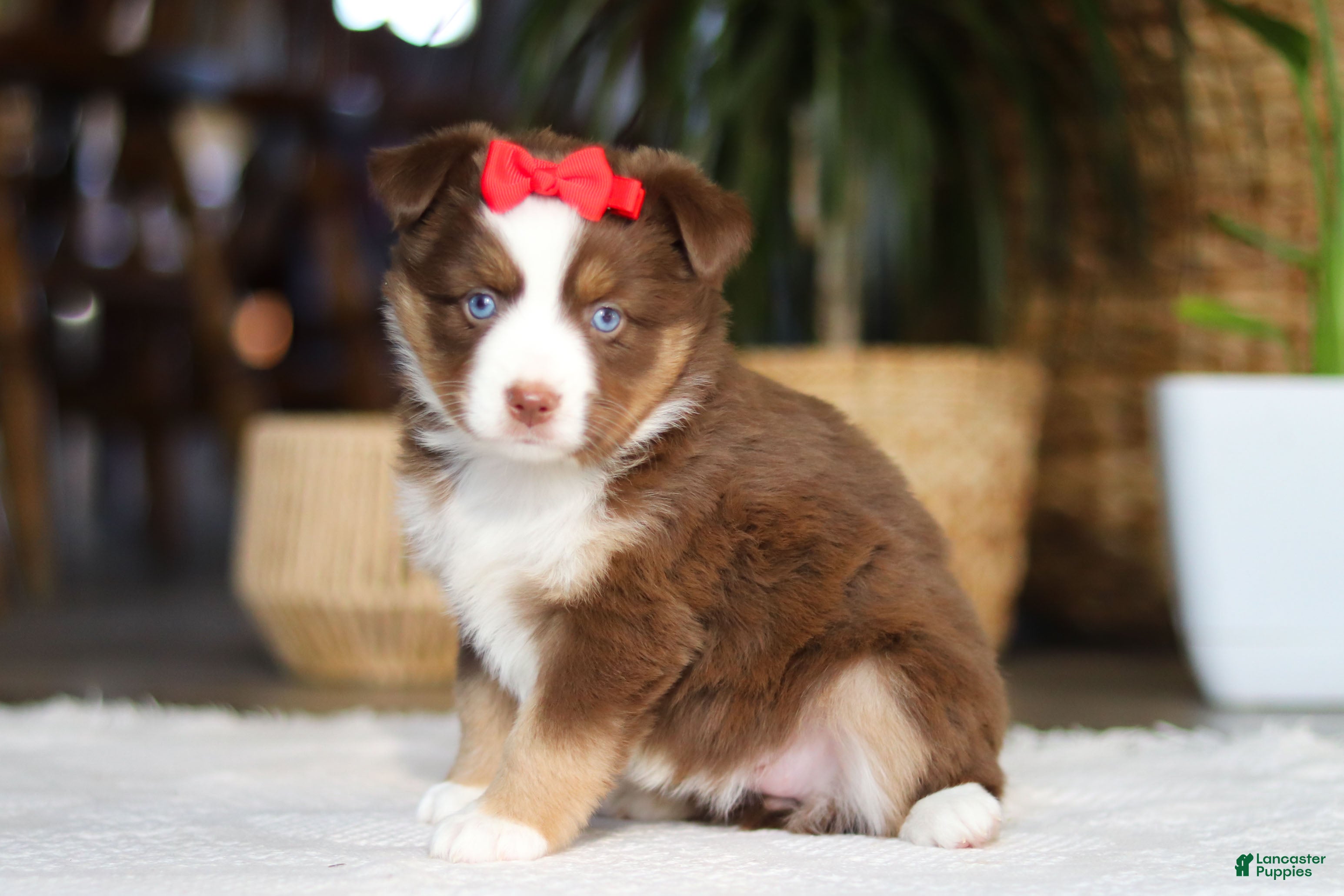 Australian Shepherd dogs Eden - Ad 1