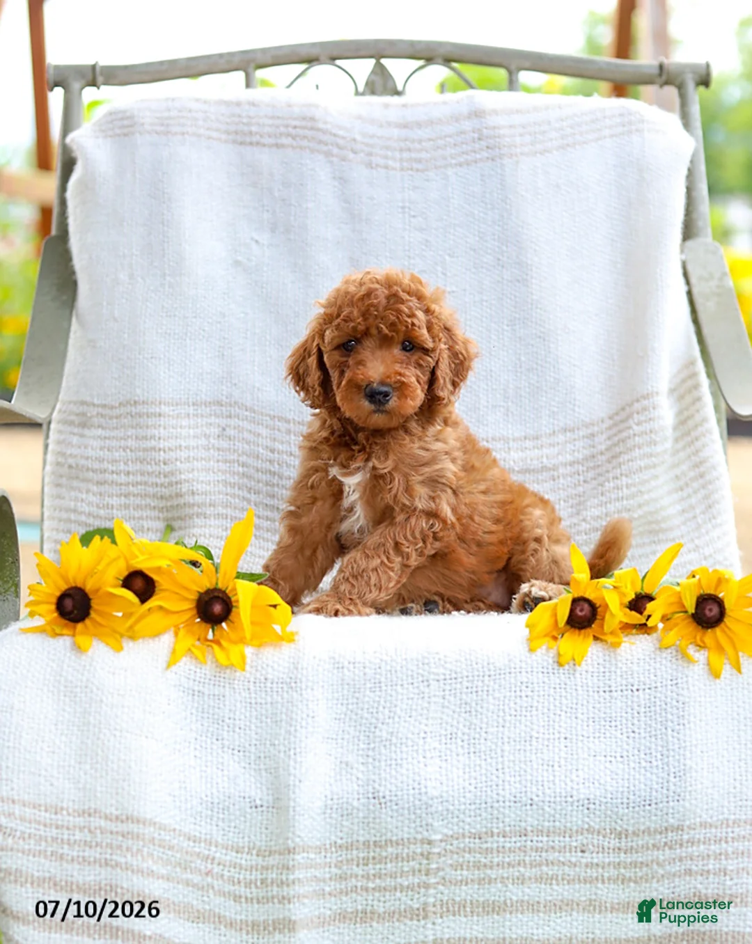 Mini Goldendoodle dogs for sale: Julie - Ad 1