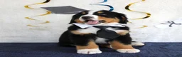 Bernese Mountain Dog dogs for sale: Marshall - Ad 2