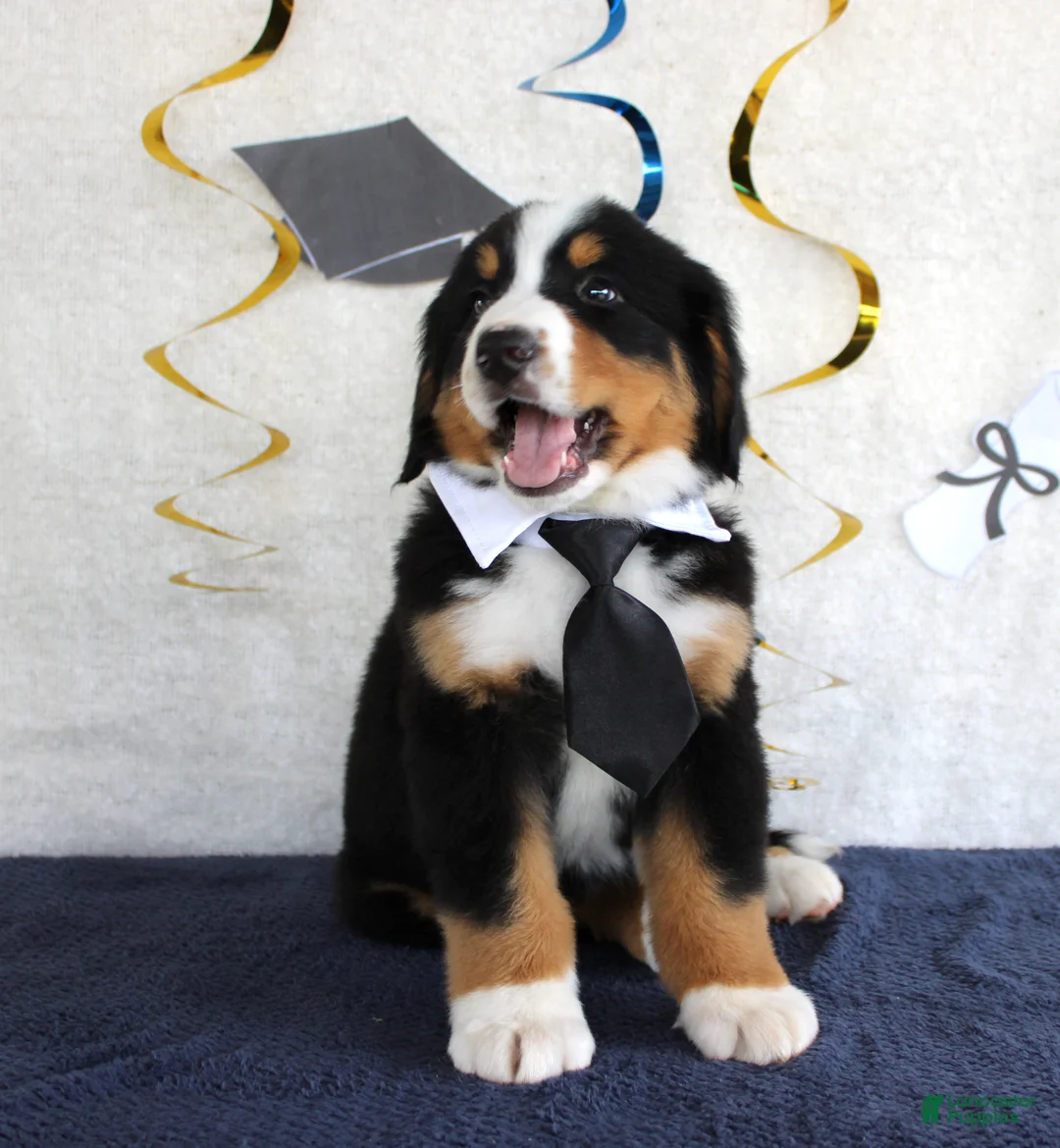 Bernese Mountain Dog dogs for sale: Marshall - Ad 2