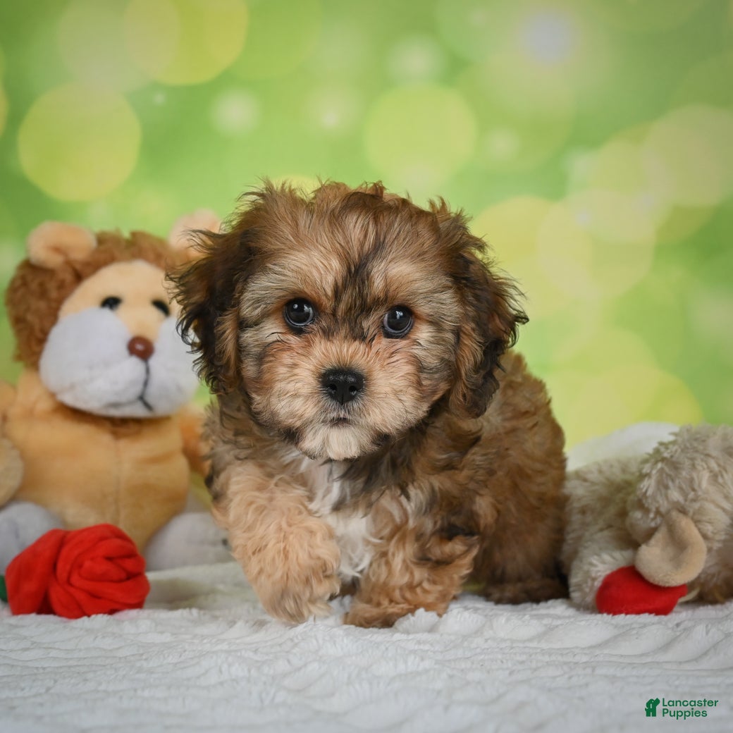Cavachon dogs Jackson - Ad 2