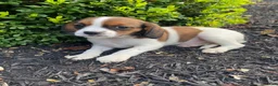 Mixed Breed dogs for sale: Chance - Ad 6
