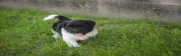 Havanese dogs for sale: Winnie Havanese  - Ad 12