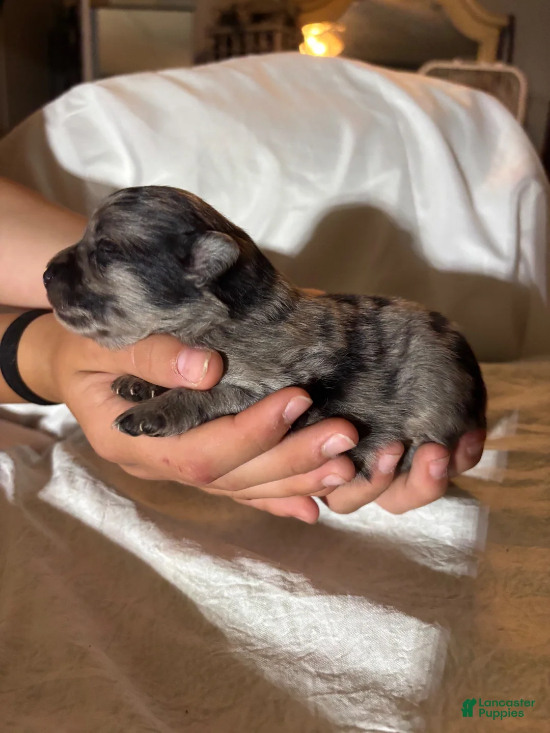 Pomeranian dogs for sale: Pomeranian 2 - Ad 4