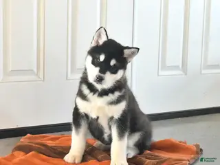Alaskan Malamute dogs Jet - Ad 1