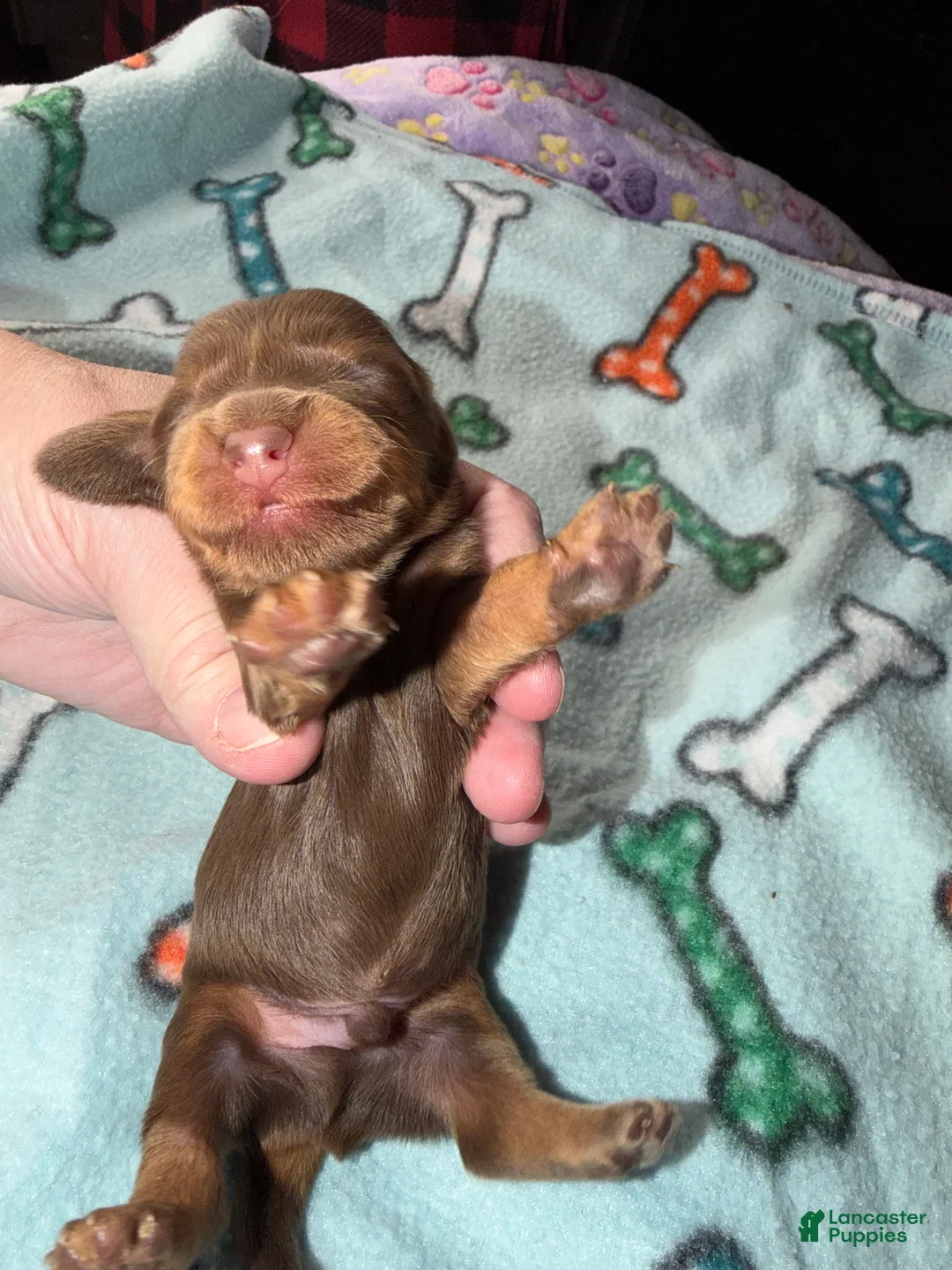 Dachshund dogs for sale: Uno chocolate dapple boy - Ad 15
