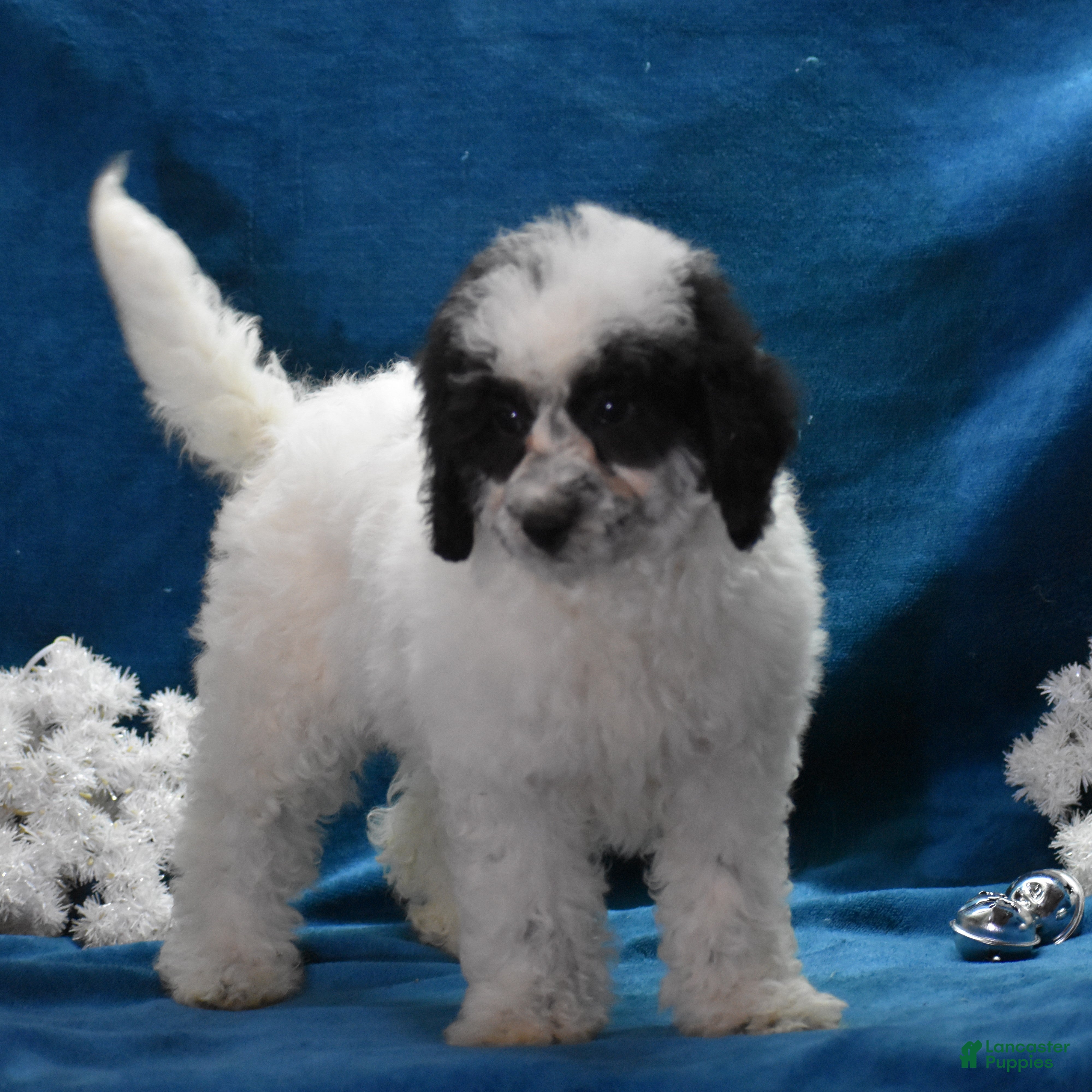 Miniature Poodle dogs Zandra - Ad 1