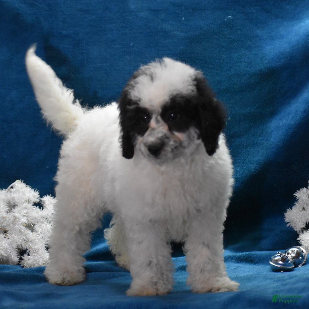 Miniature Poodle dogs for sale: Zandra - Ad 1