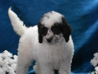 Miniature Poodle dogs Zandra - Ad 37